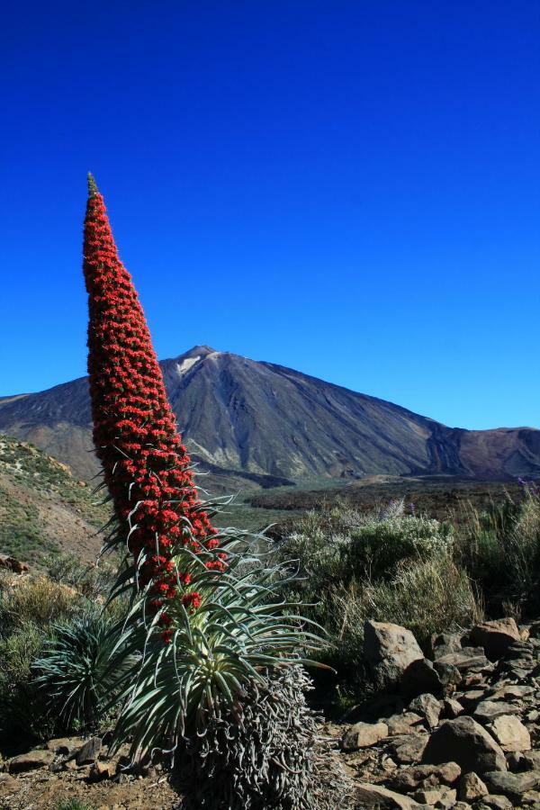 Apt El Perenquen Santa Cruz de Tenerife Ngoại thất bức ảnh